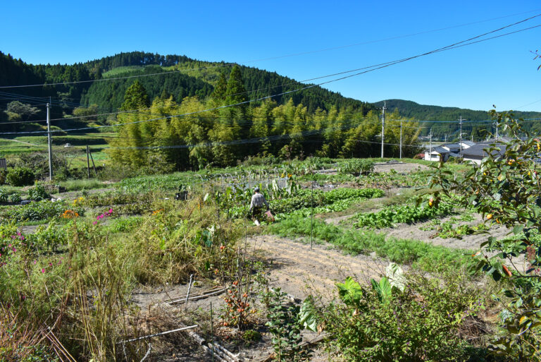 DSC 0753 768x513